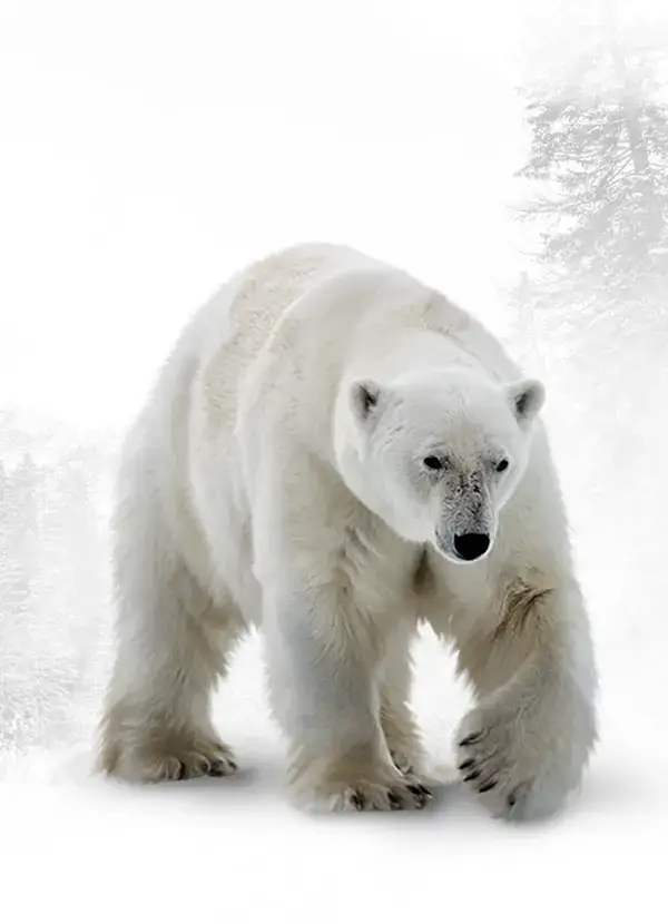 Polar bear content illustration in Grounded’s visual language