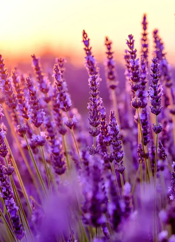 Lavender visual language reference